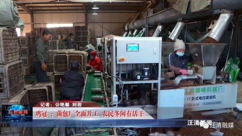 雞冠菌包廠全面開工，網絡工程賦能，農民冬閑有活干